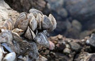 Van Gölü'nü istila ettiler!