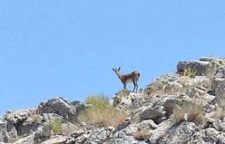 100 yıl sonra görülen yaban keçileri, fotokapanla...