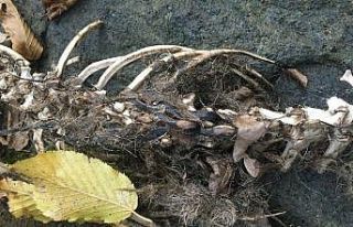 1,5 metre uzunluğunda, 2 ayaklı hayvan iskeleti...