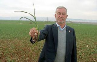 2020 yılının ilk sarımsağından 65 ton rekolte...