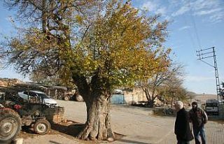 500 yaşında olduğu tahmin edilen dut ağacı koruma...