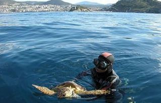 9 yıl önce kurtarılan kaplumbağa bu kez başaramadı