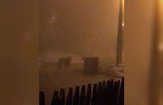 Aç kalan ayı çöp konteynerinde yiyecek aradı