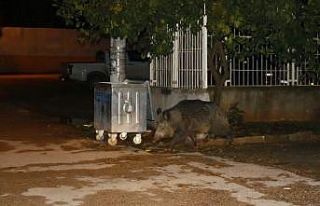 Adana’da aç kalan yaban domuzu şehre indi