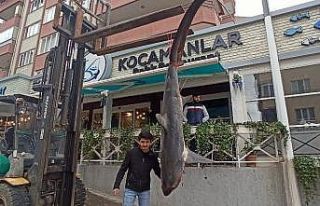 Balıkçıların ağına 200 kiloluk köpek balığı...