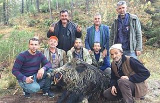 Bursa’da tarlalara dadanan 310 ve 252 kiloluk domuzları...