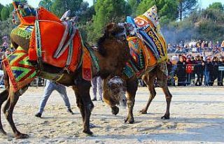 Değişen iklimler develerin kimyasını bozdu