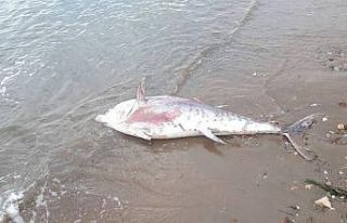 Dev orkinos balığı kıyıya vurdu