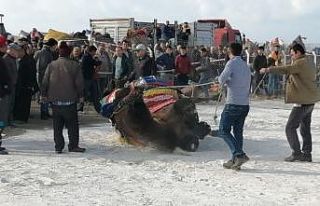 Deve güreşinde korkulu anlar