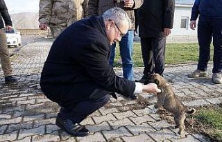 Donmak üzere olan yavru köpekleri jandarma kurtardı