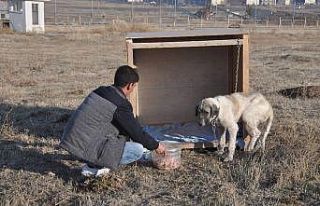 Eziyet edilen ‘Şeker’ köpek artık kaymakamlık...