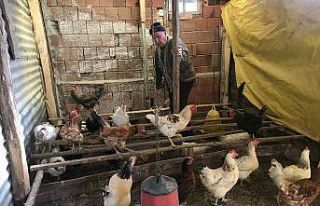 Halil amca tavukları için günlerdir gözyaşı...
