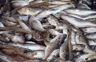 Hamsinin göç etmesiyle tezgahlar istavrit ve mezgite...