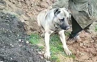 Hatay’da köpeğin zehirlenerek öldürülmesine...