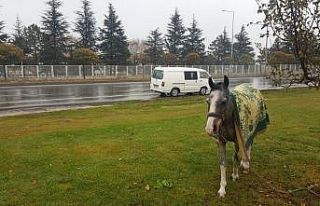 Hayvanseverin dikkati atı ölümden kurtardı