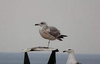 Hiç tek bacaklı martı gördünüz mü ?