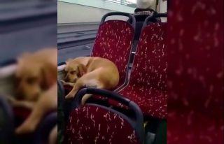 İstanbul’da otobüs şoföründen insanlık örneği