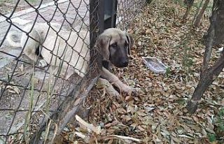 Kafası tel örgüye sıkışan köpeği itfaiye kurtardı