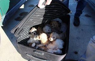 Kapıkule’de yolcu valizinden 14 köpek yavrusu...