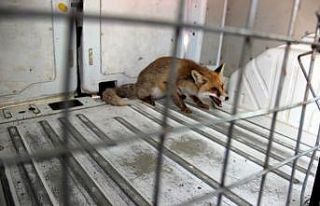 Kümese giren tilki tavukları yedi