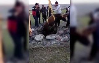 Kuyuya düşen boğa için seferber oldular