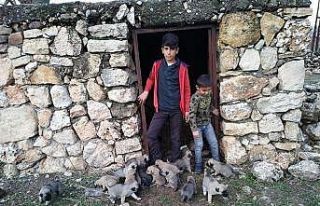 Lise öğrencisi sokakta kalan köpek yavruları için...
