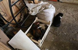 Marangoz atölyesindeki horoz ve kedilerin dostluğu