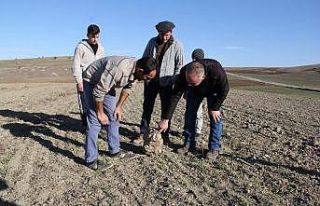 Nohut ektiler göktaşı hasat ettiler