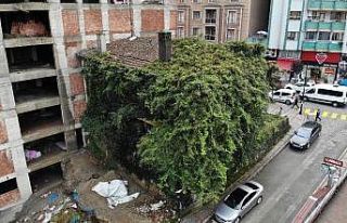 Rize’deki sarmaşık kaplı ev görenleri şaşırtıyor