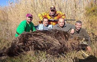 Sökeli avcılar 250 kiloluk domuzu avladı