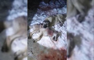 Sürüye dadanan kurtlar, Kangallara yem oldu