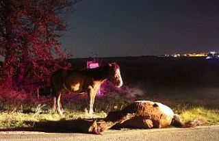 Telef olan arkadaşının yanından ayrılmayan at...