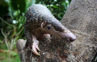 Vietnam’da 1.7 ton karıncayiyen pulu ele geçirildi