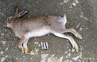 Vurulan tavşanın mülkiyeti kamuya geçirildi