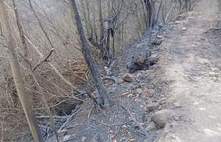 Yangının bilançosu gün ağırınca ortaya çıktı