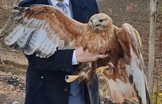 Yaralı atmaca barınağa teslim edildi