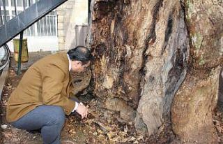 400 yıllık anıt ağaç kurtarılabilecek