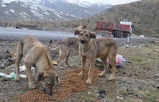 7 yıldır yaban hayvanlarını besliyor