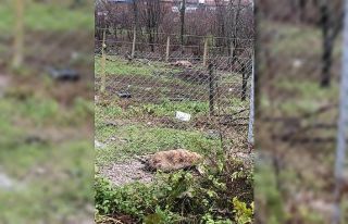 Aç kalan köpeklerin saldırdığı 3 koyun telef...