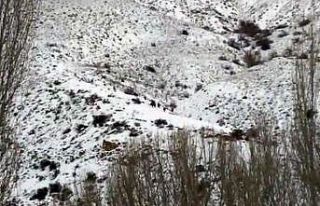 Aç kalan yaban domuzları şehre indi