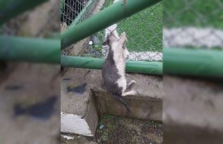 AFAD gönüllüsü ve arkadaşı başı tel örgüde...