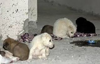 Aksaray’da yavru köpekler soğukta ölüme terk...