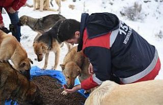 Ankara Büyükşehir Belediyesi sokak hayvanları...