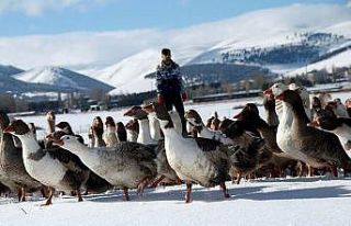 Ankara’da Kars, Ardahan, Iğdır Günleri başlıyor