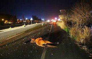 Başıboş atlar, sürücülerin korkulu rüyası...
