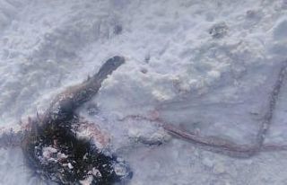 Başkale’de yiyecek arayan kurtlar köpeği parçaladı