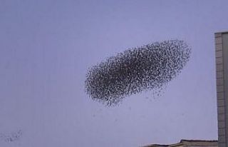 Binlerce sığırcığın gökyüzündeki dansı mest...