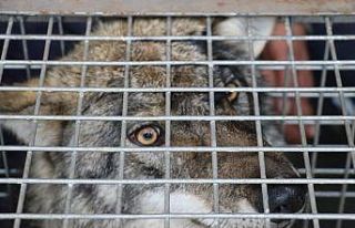 Bitkin ve yürüyemez halde bulunan kurt, tedavi altına...