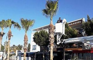 Bodrum’da palmiye ağaçlarına kışlık bakım...
