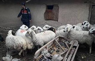 Çaldıkları hayvanları uyuşturucu madde karşılığında...